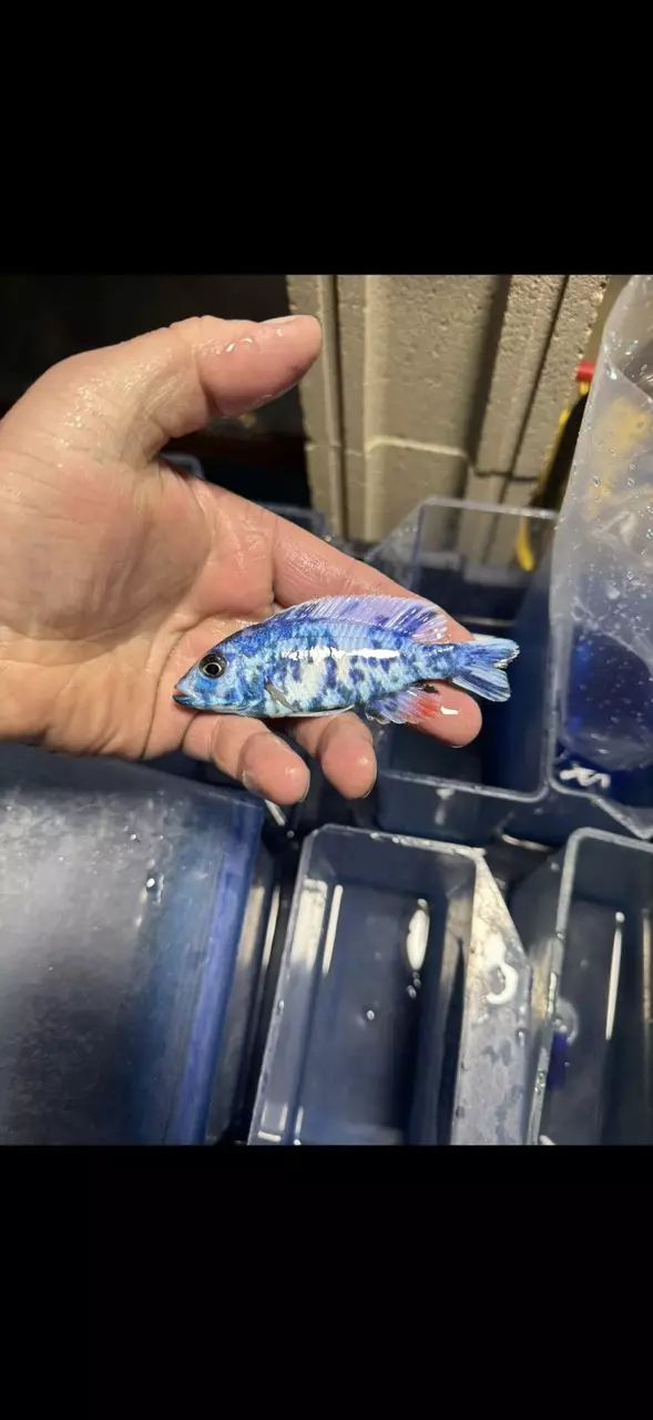 4-5” Blueberry OBs (Same quality not exact fish) thumbnail