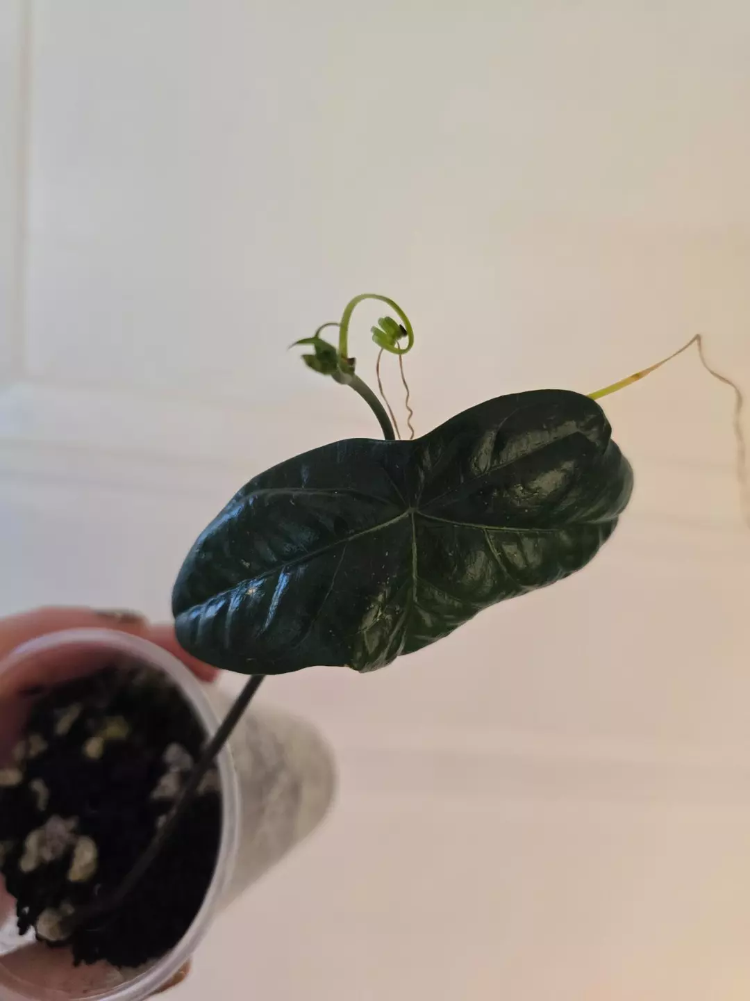 RARE Passiflora megacoriacea, well-rooted thumbnail