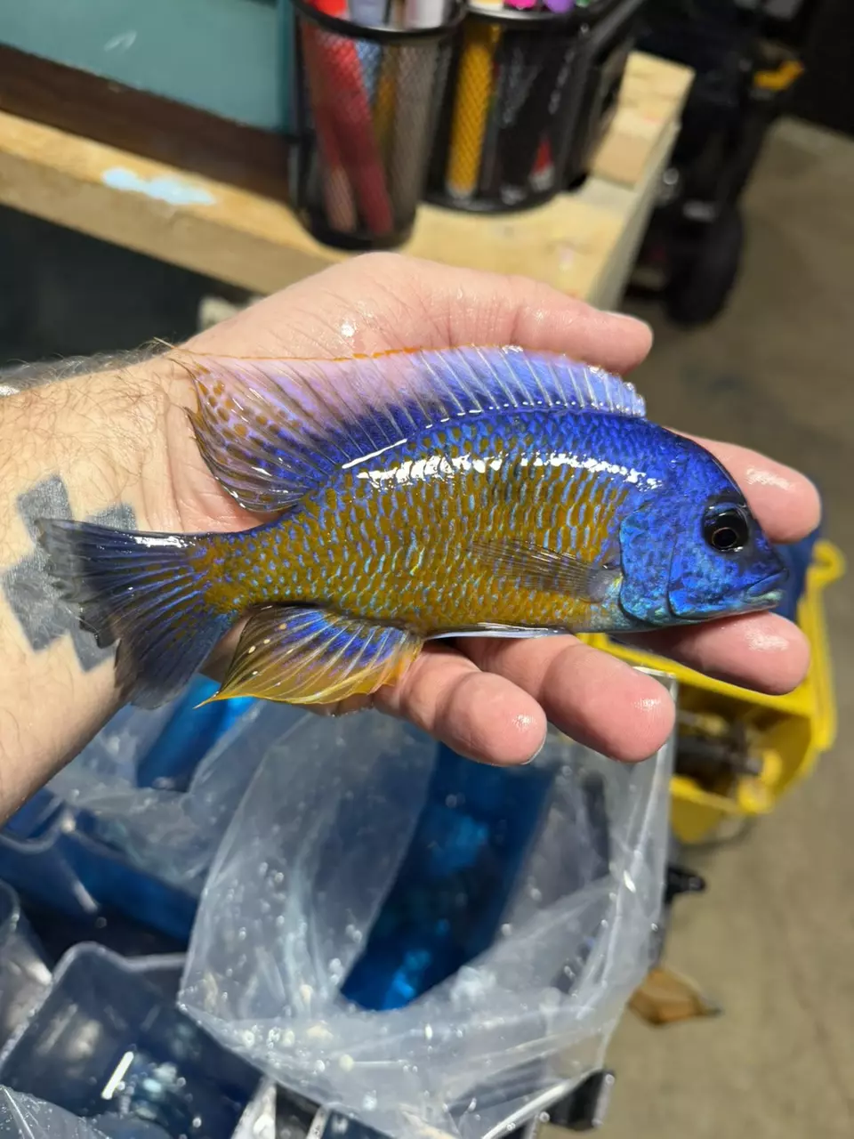 6-7” Quads (Same quality not exact fish) thumbnail