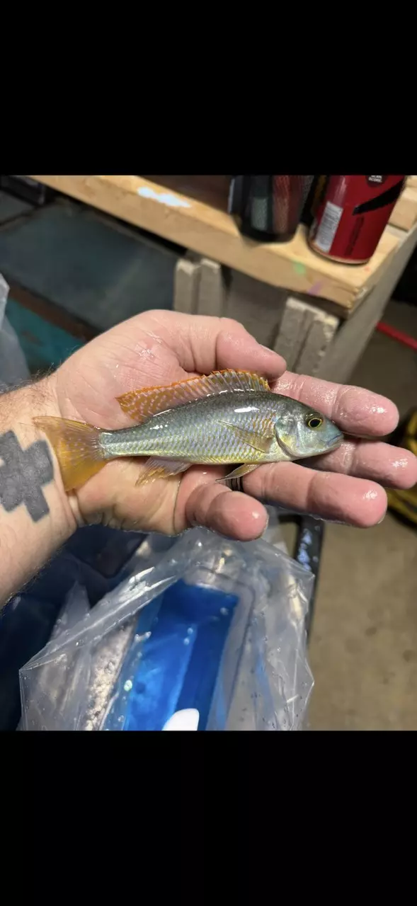 5-6” Bucco Yellow Showing color (Same quality not exact fish) thumbnail