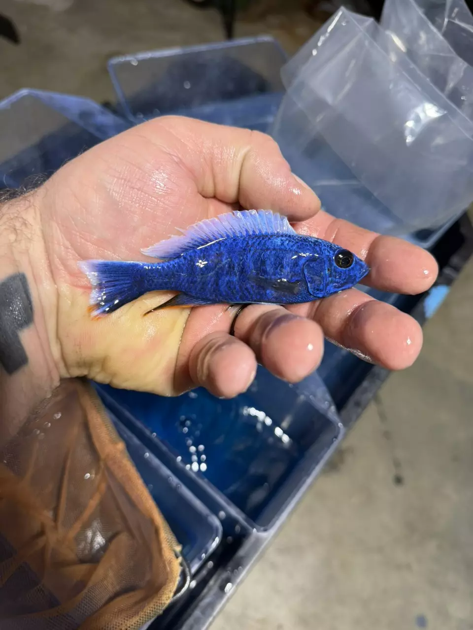 4-5” Ghost hybrid (Same quality not exact fish) thumbnail