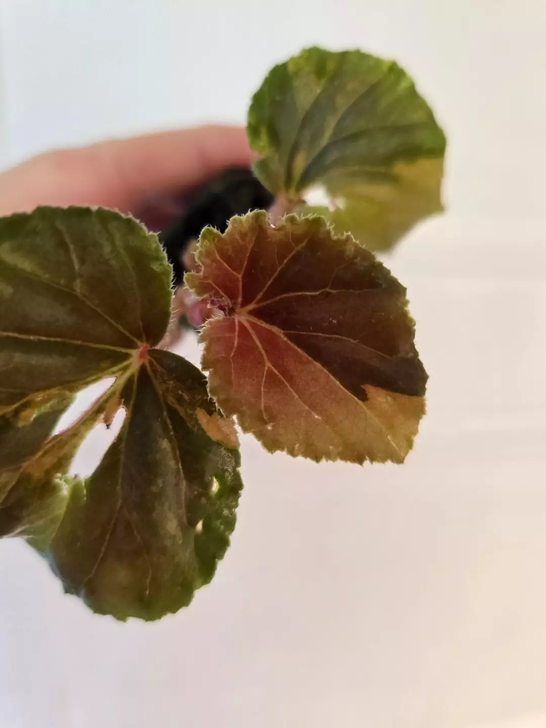Begonia cucullata aurea with cosmetic damage thumbnail
