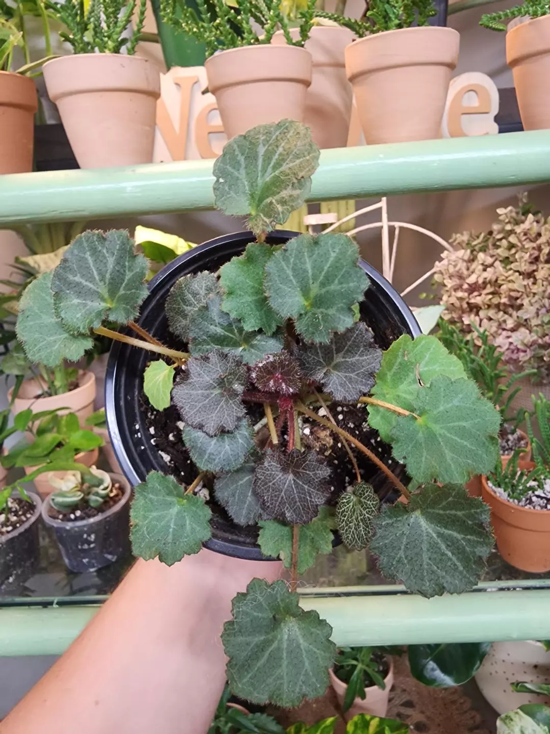 Strawberry begonia #2 thumbnail