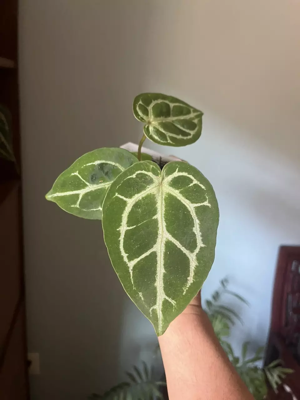 Anthurium Dorayaki x Pink Lemonade thumbnail