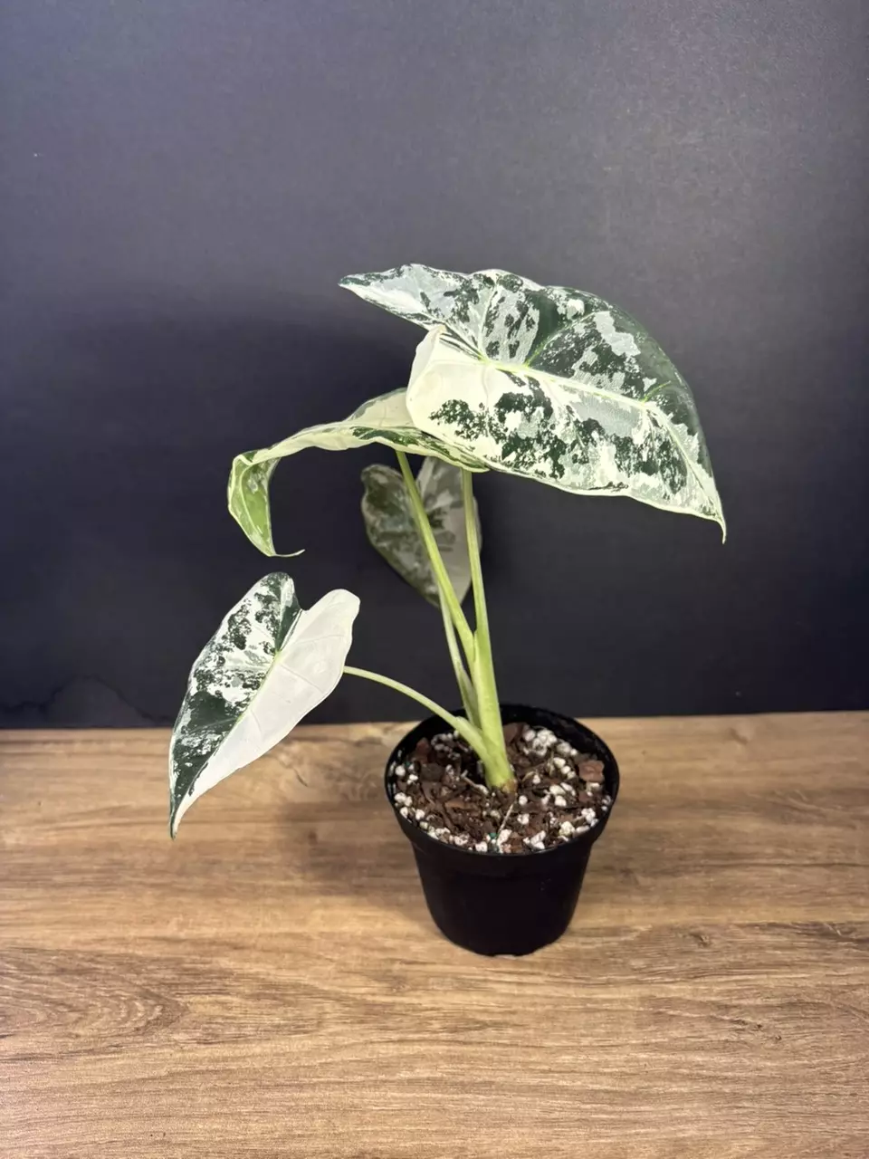 Alocasia Frydek Variegated 4”  3381 thumbnail