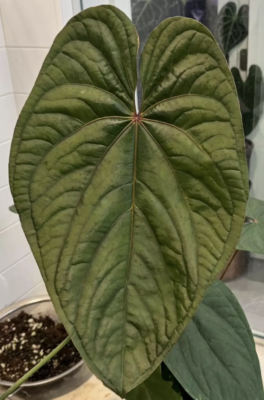 Freebie “Thank you” seeds 🫶 thumbnail