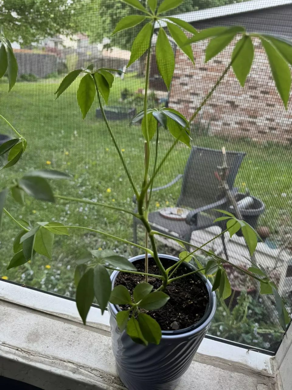 Money Trees growers choice thumbnail