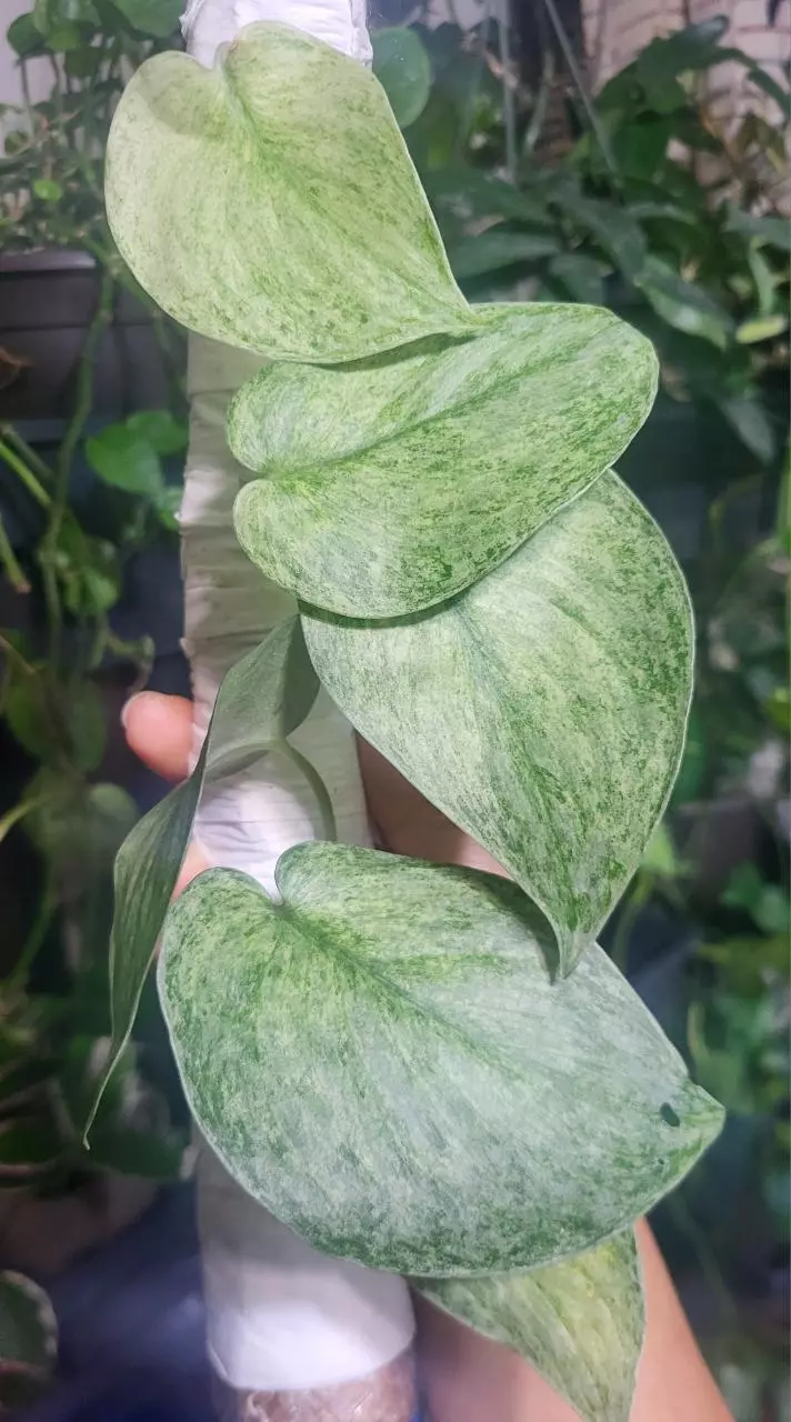 Scindapsus exotica marble cutting thumbnail