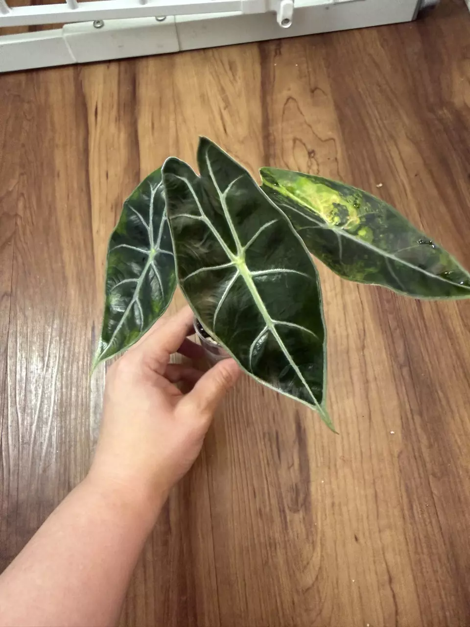 Alocasia Dragons Tooth Aurea thumbnail