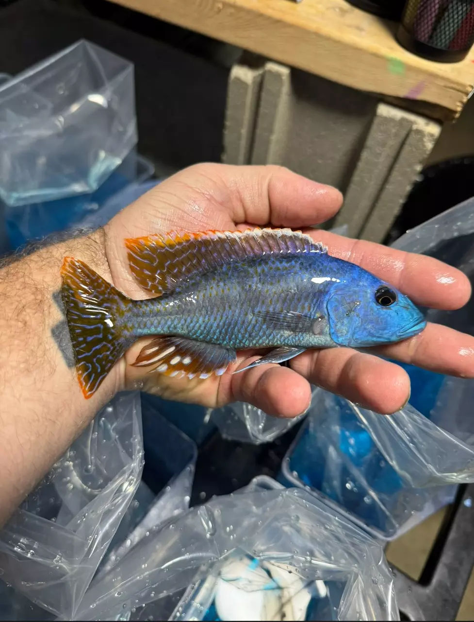 5-6” Fusco (Same quality not exact fish) thumbnail