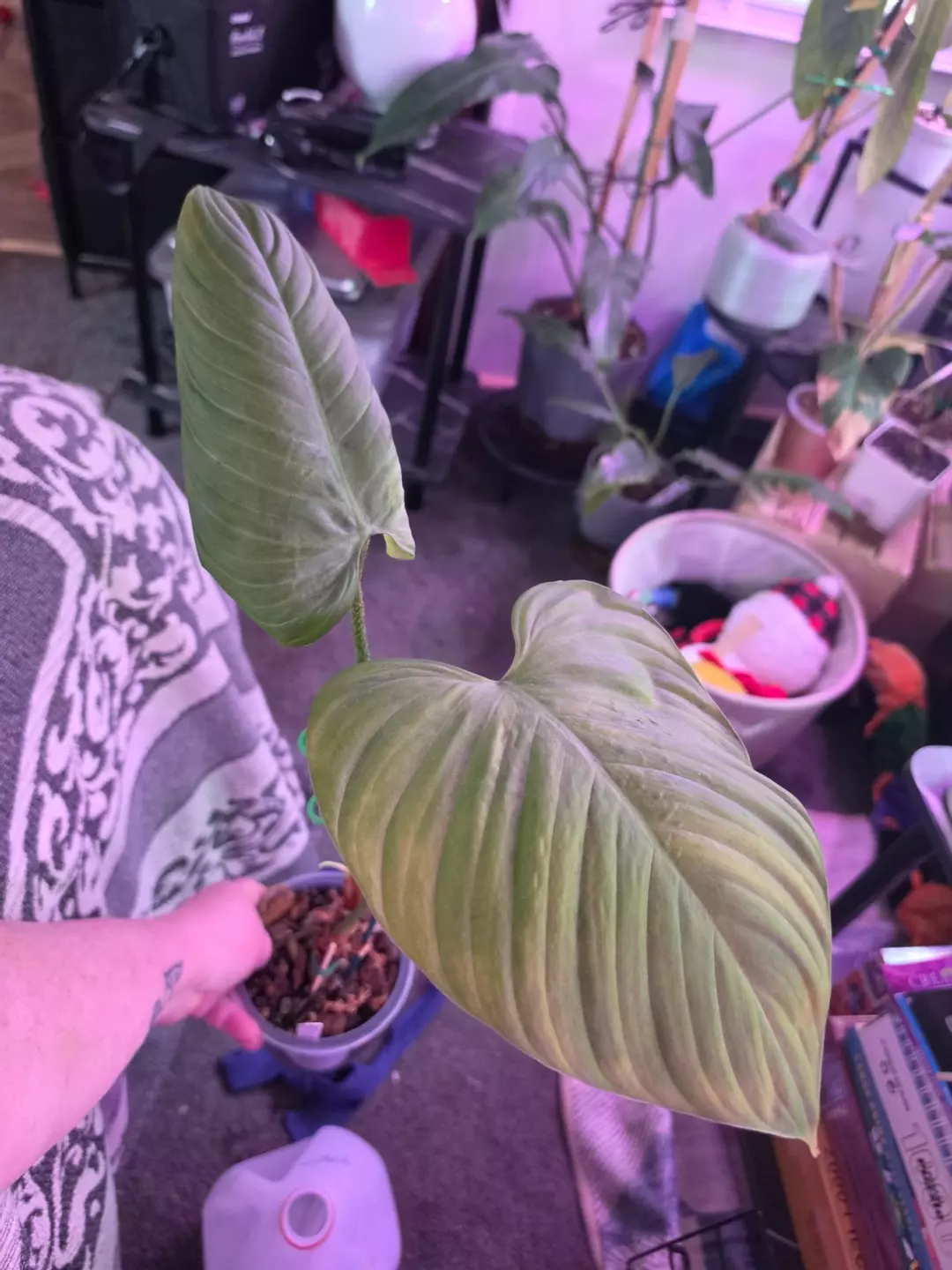 🔥Philodendron Smithii Asperum #2 (comes in planter) thumbnail
