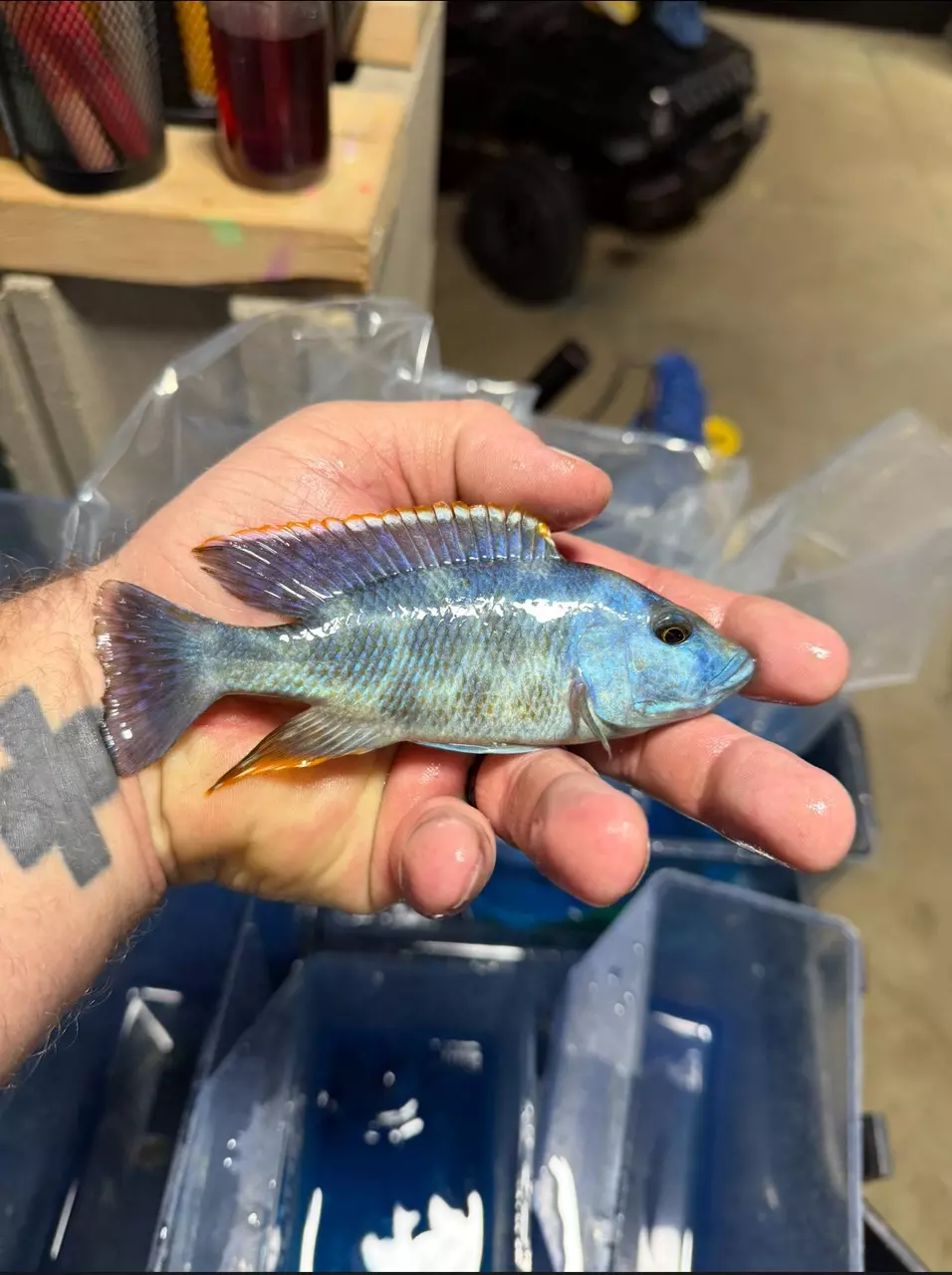 5-6”’ Livingstonii (Same quality not exact fish) thumbnail