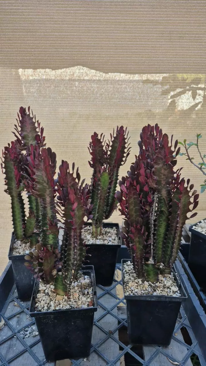 E23 Euphorbia trigona 'Royal Red' thumbnail