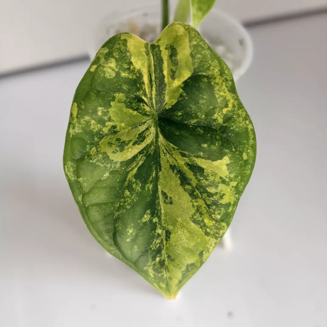 Alocasia Dragon Scale Aurea thumbnail