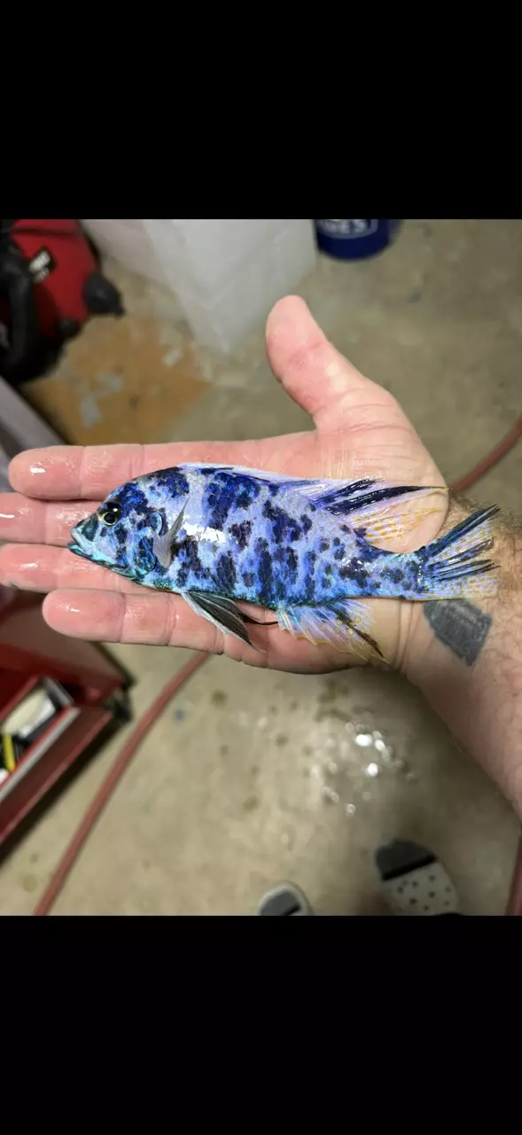 5-6” Ob azures (Same quality not exact fish) thumbnail