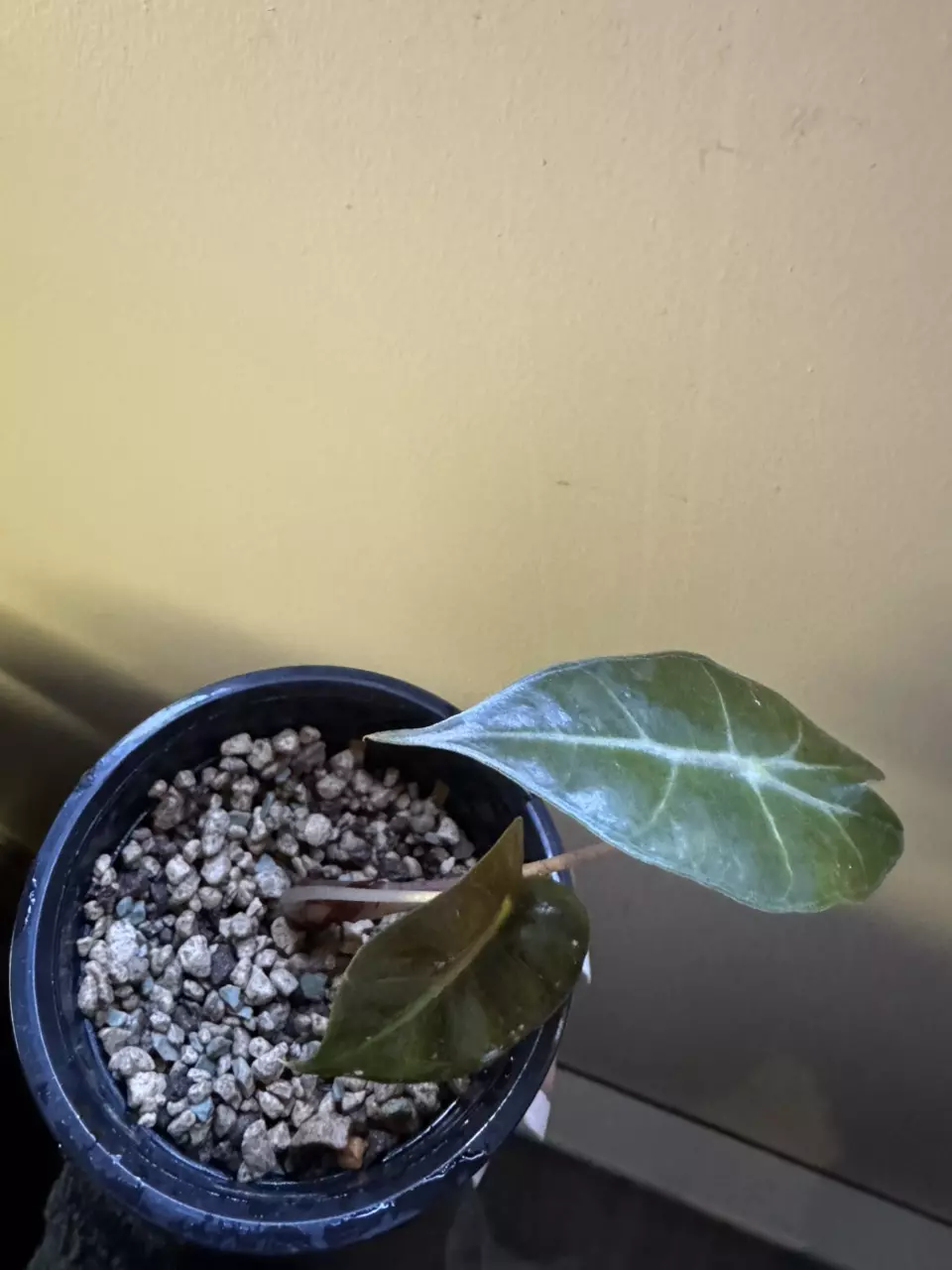Alocasia Polly thumbnail
