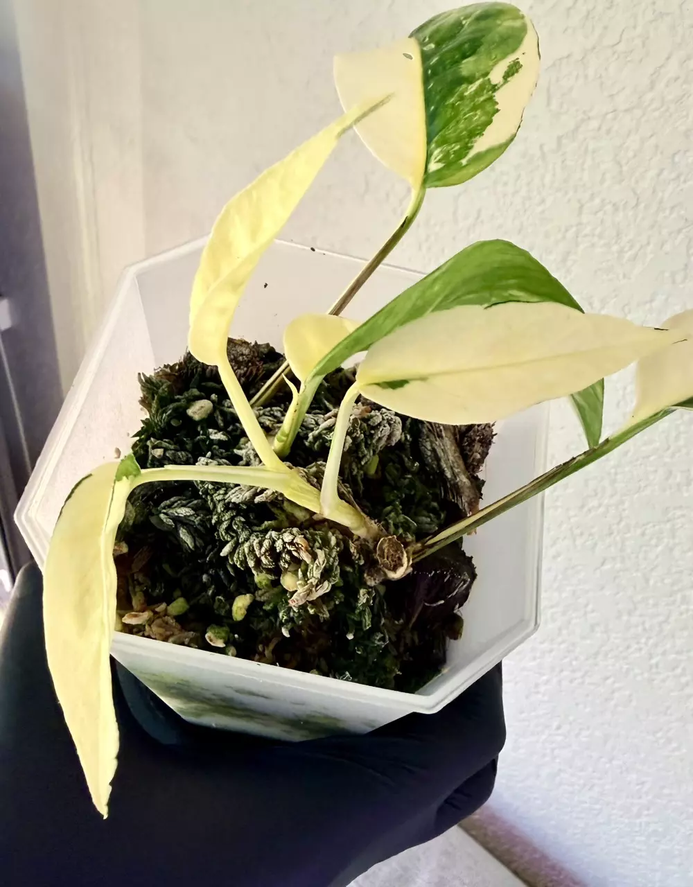 Epipremnum Albo — Super Variegated (Exact Plant) thumbnail