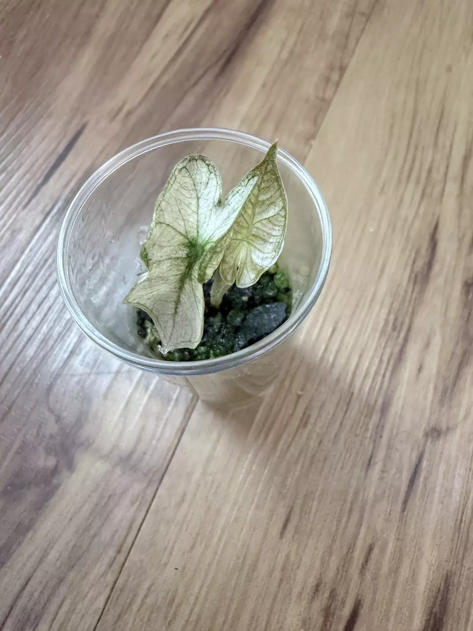 Alocasia Pseudo Pink Mint thumbnail