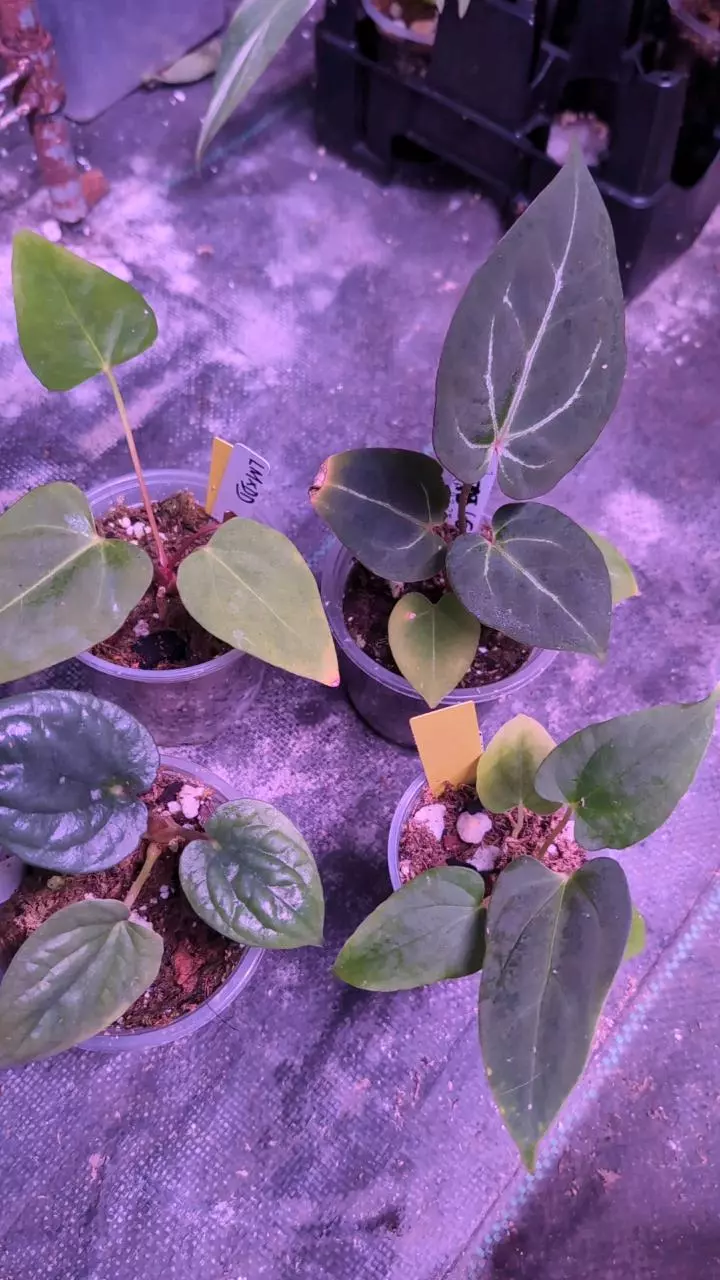 Anthurium bundle 5 plants thumbnail