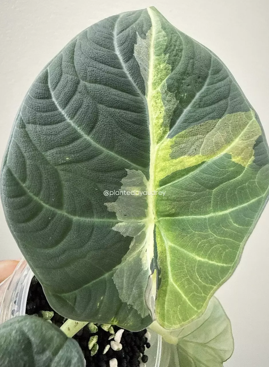 Alocasia Maharani Lava thumbnail