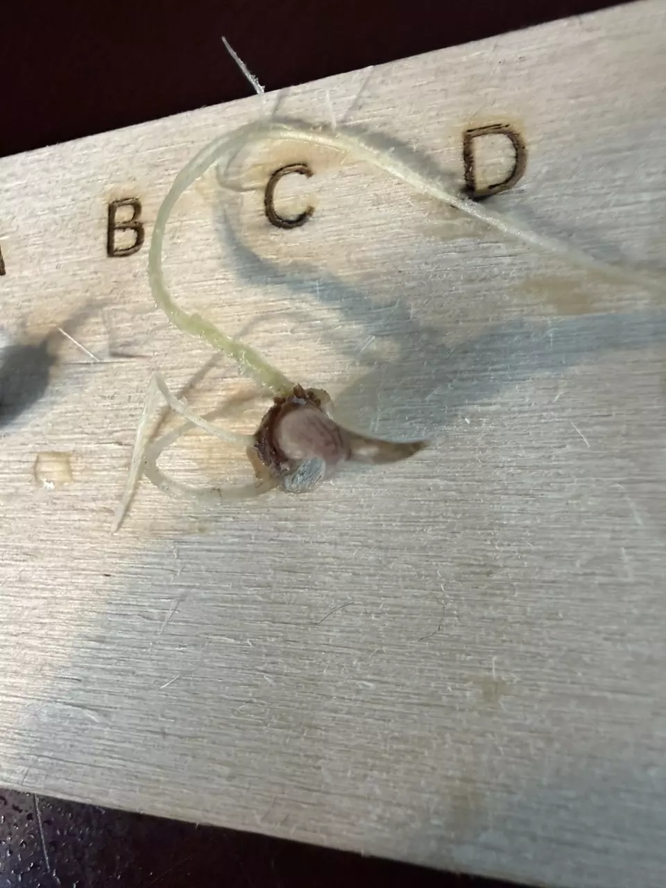 Alocasia Regal Shield Albo CORM C! Rooting and Sprouting!  thumbnail