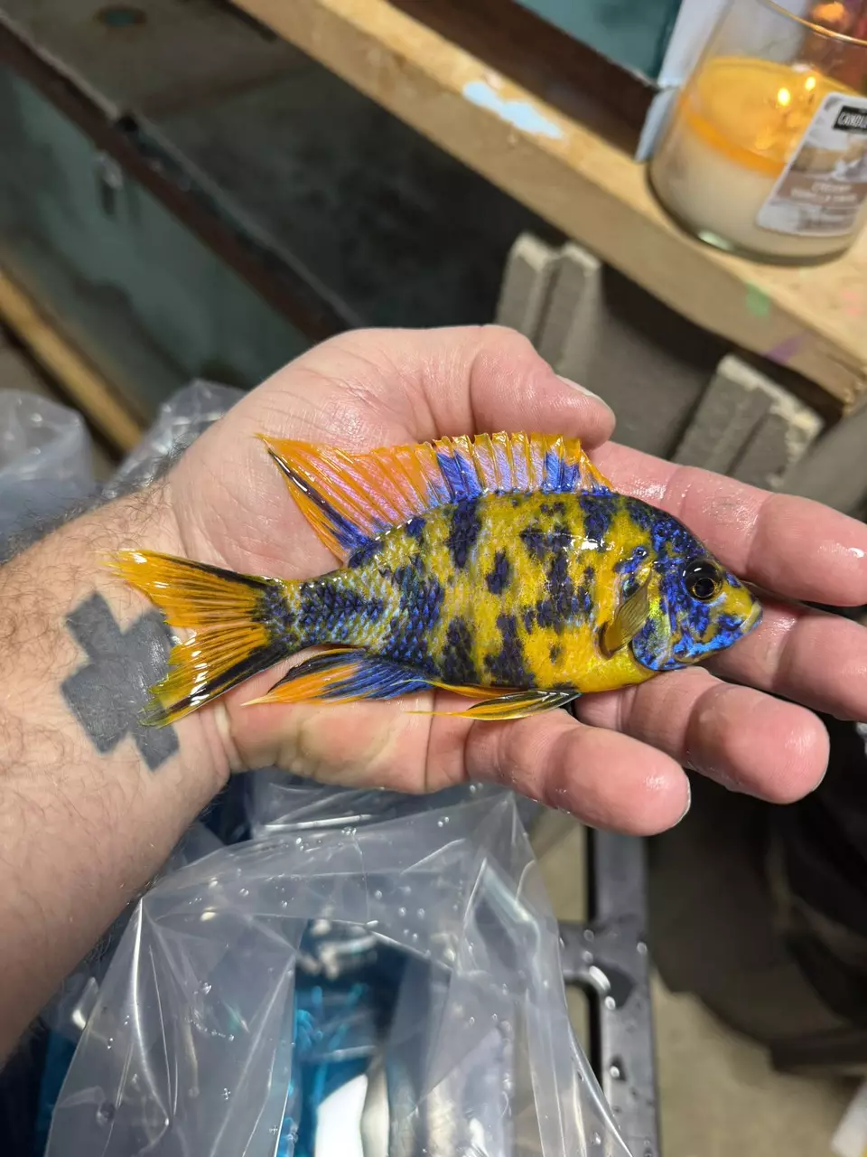 4-5” Ob Lawanda (Same quality not exact fish) SPECIAL thumbnail