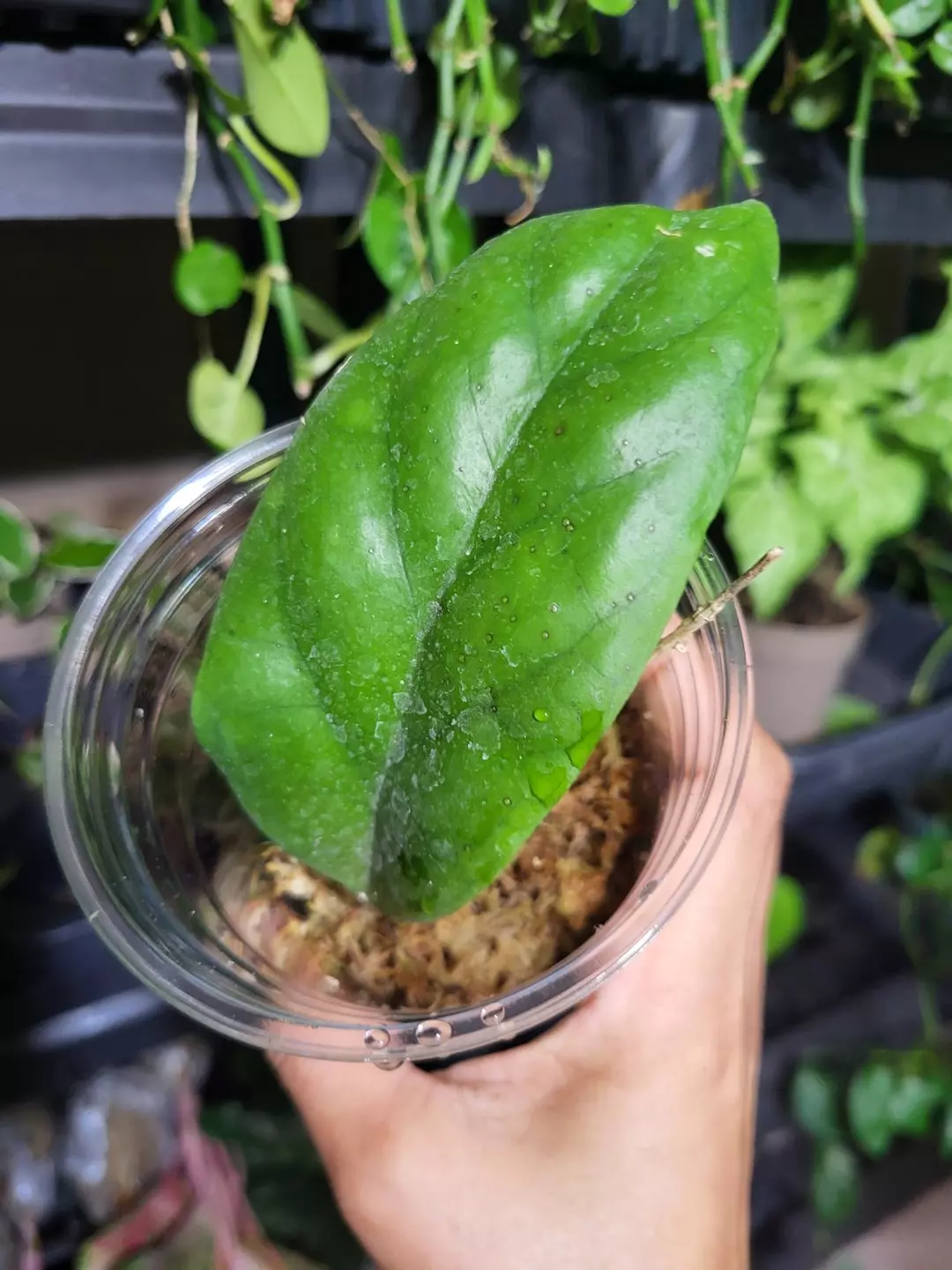 Hoya patcharawala thumbnail