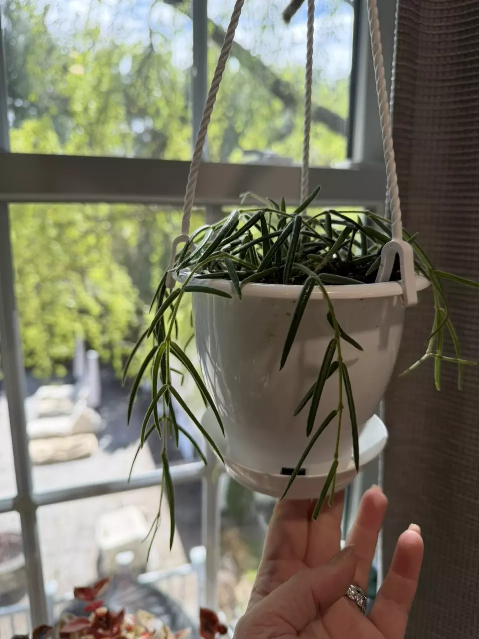 Full Linearis Hoya thumbnail