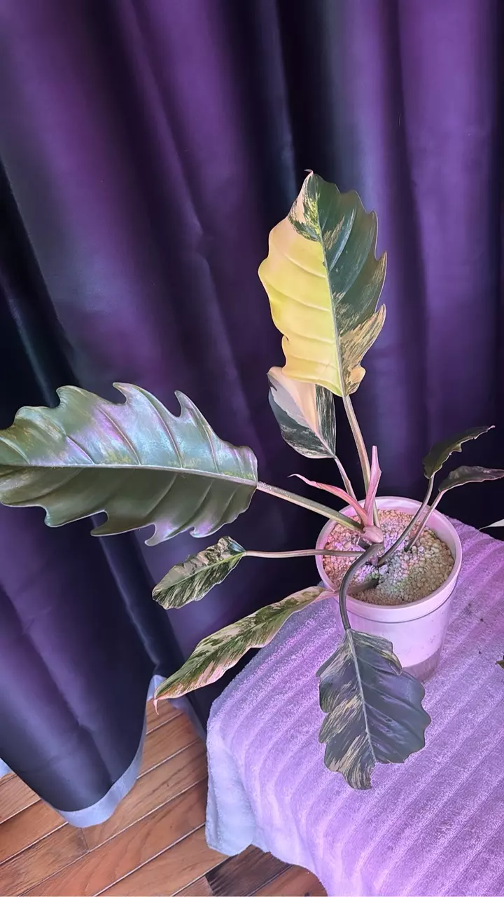 HUGE Mature Carmel Marble variegated thumbnail
