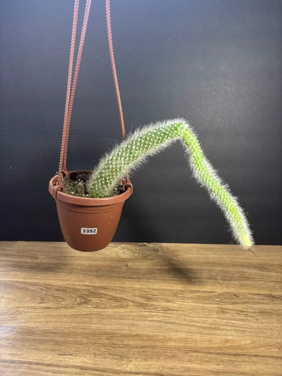 Monkey Tail Cactus 4” HB 3392 thumbnail