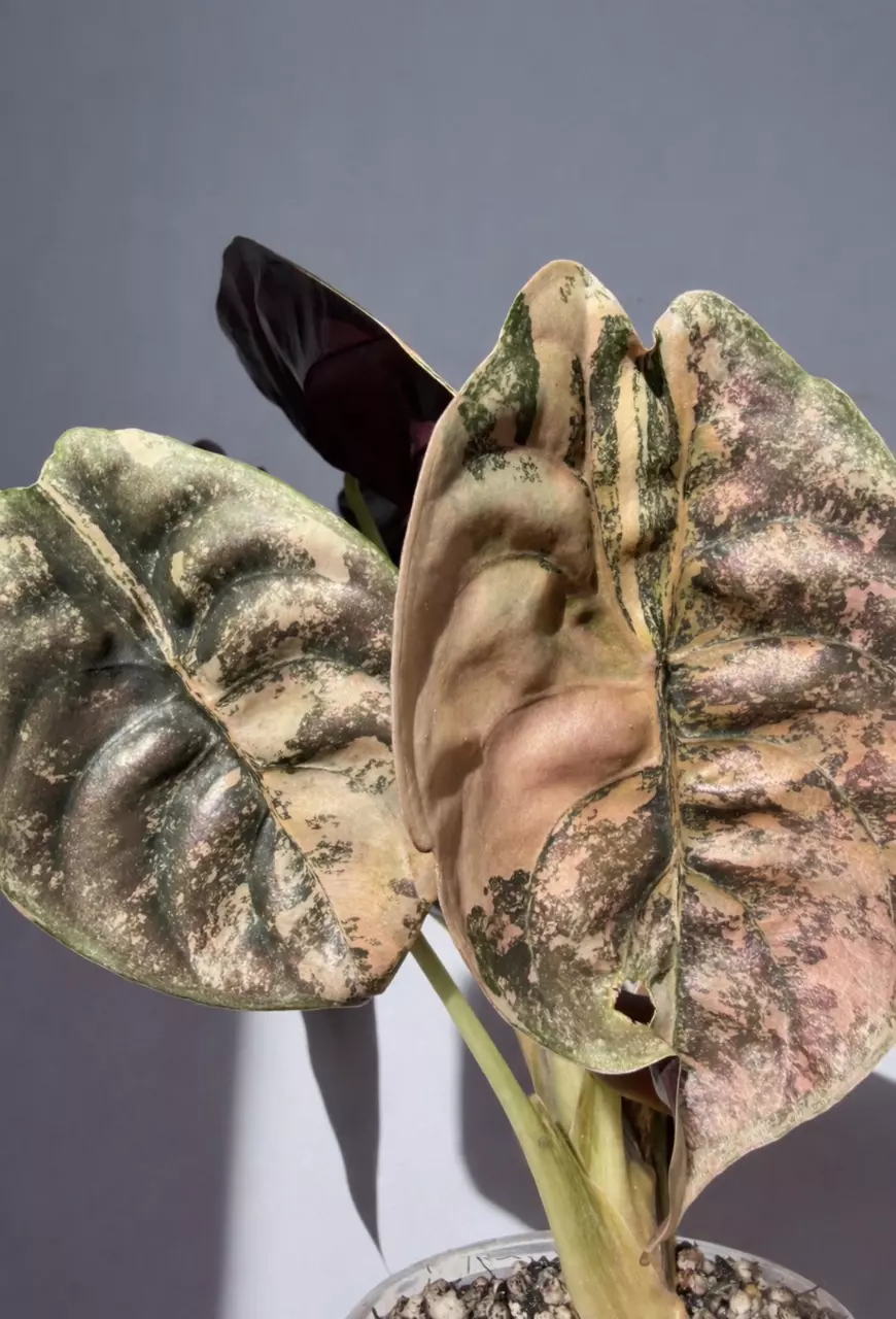 Alocasia Strawberry Latte Corm (GC) thumbnail