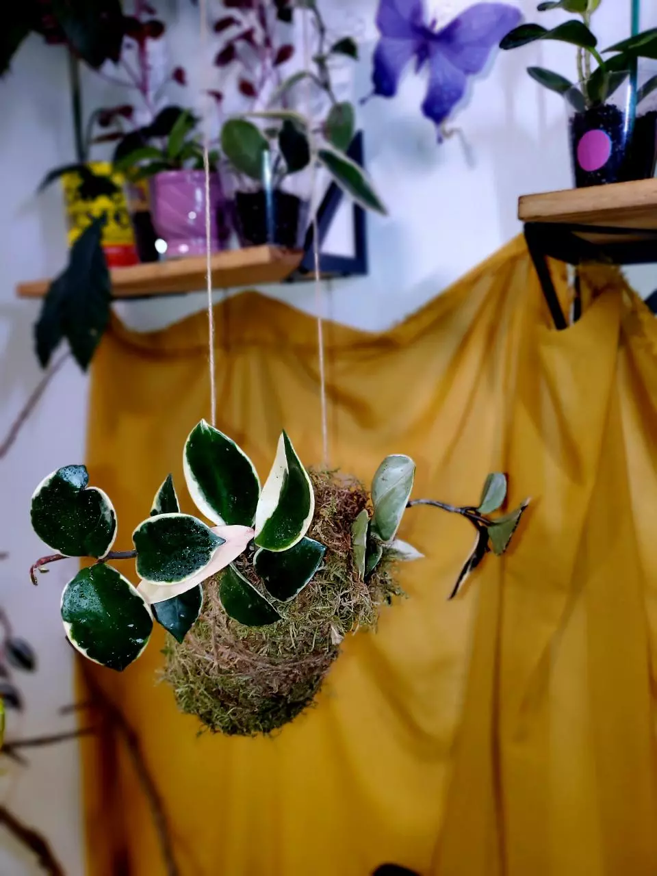 🌱🧶👑💗 Hoya Krimson Queen × Kokedama thumbnail