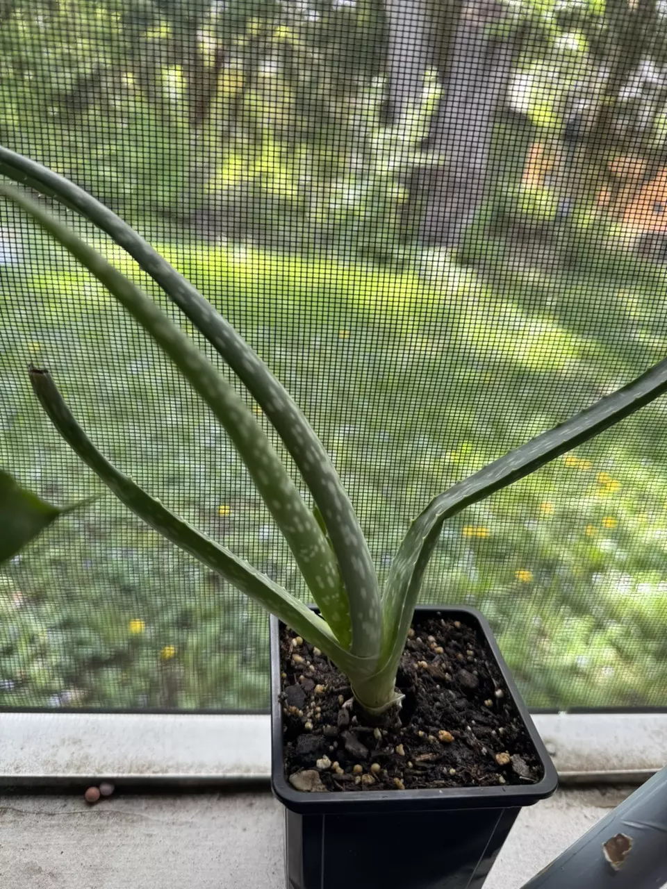 Aloe Vera plant thumbnail