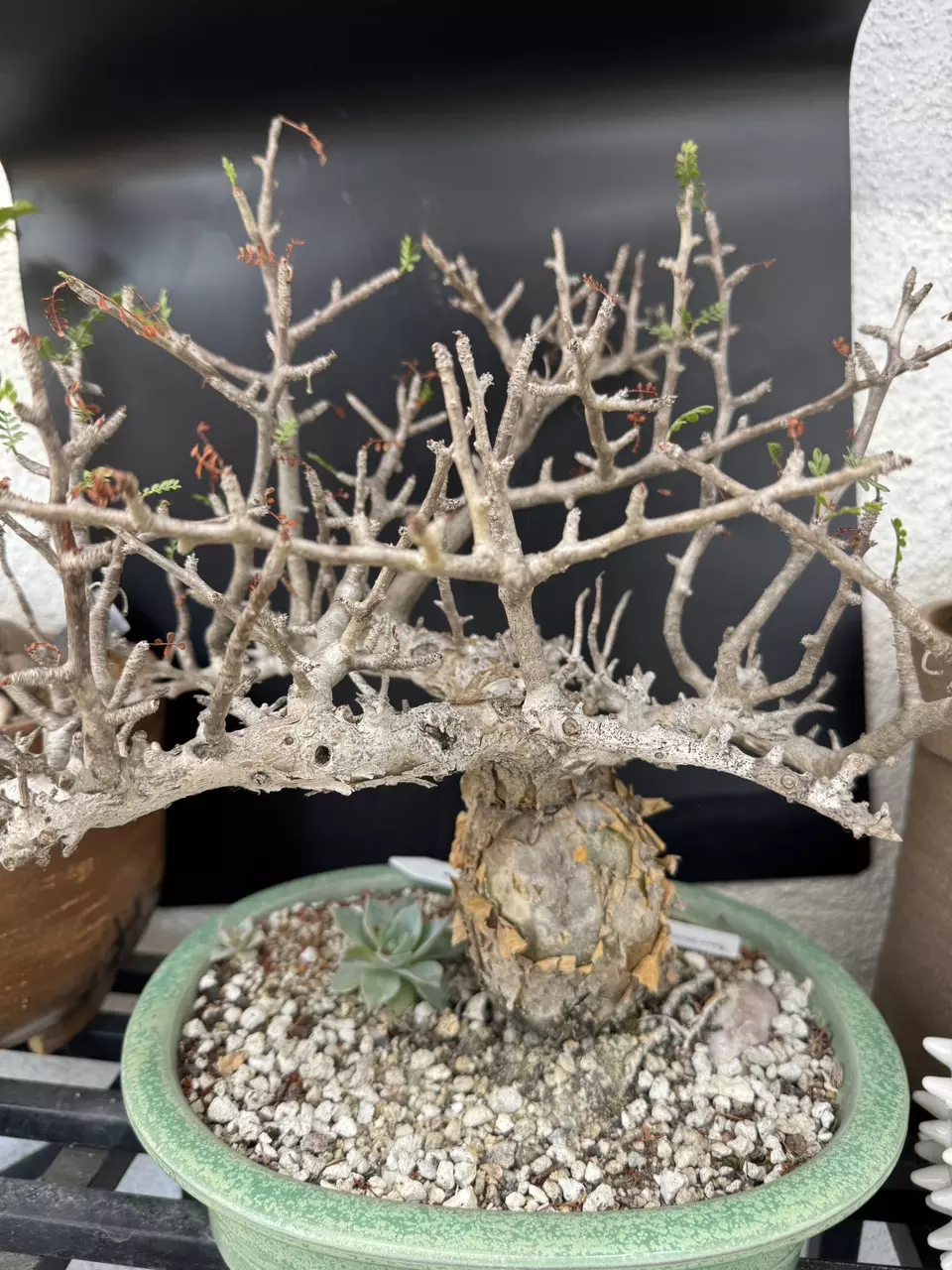 Seeds - Bursera microphylla thumbnail