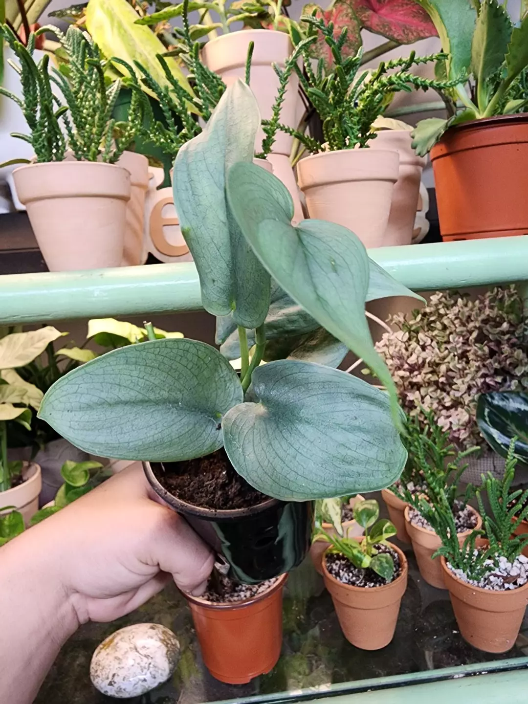 Scindapsus platinum thumbnail