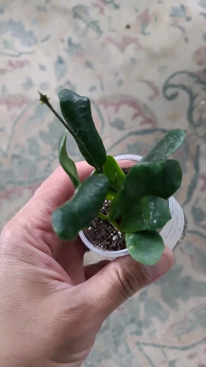 Hoya Rotundiflora 2" thumbnail