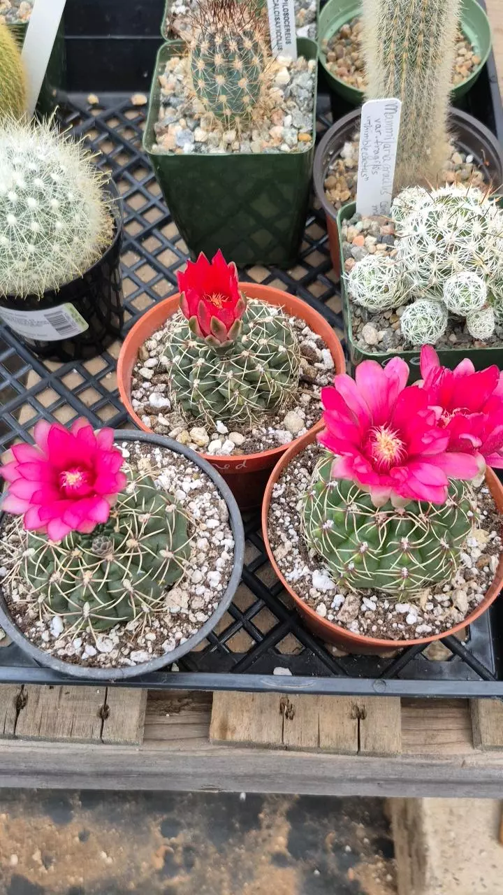 C8 Gymnocalycium baldianum- hardy! thumbnail