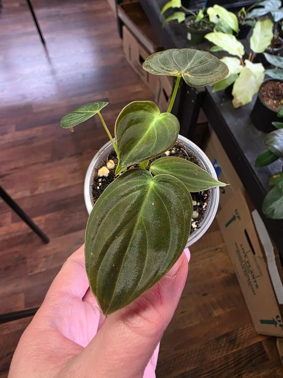 Melanochrysum Philodendron thumbnail
