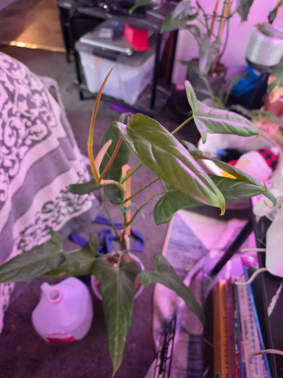 Philodendron Sweet Camila (pinnatilobum aff. x paloraense cf.) Comes in planter thumbnail