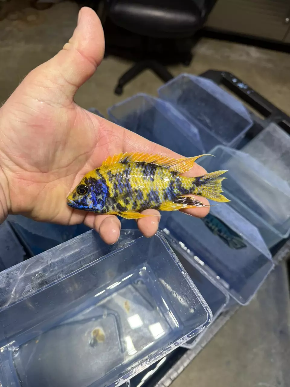 5” Ob lemon Jake (Same quality not exact fish) thumbnail