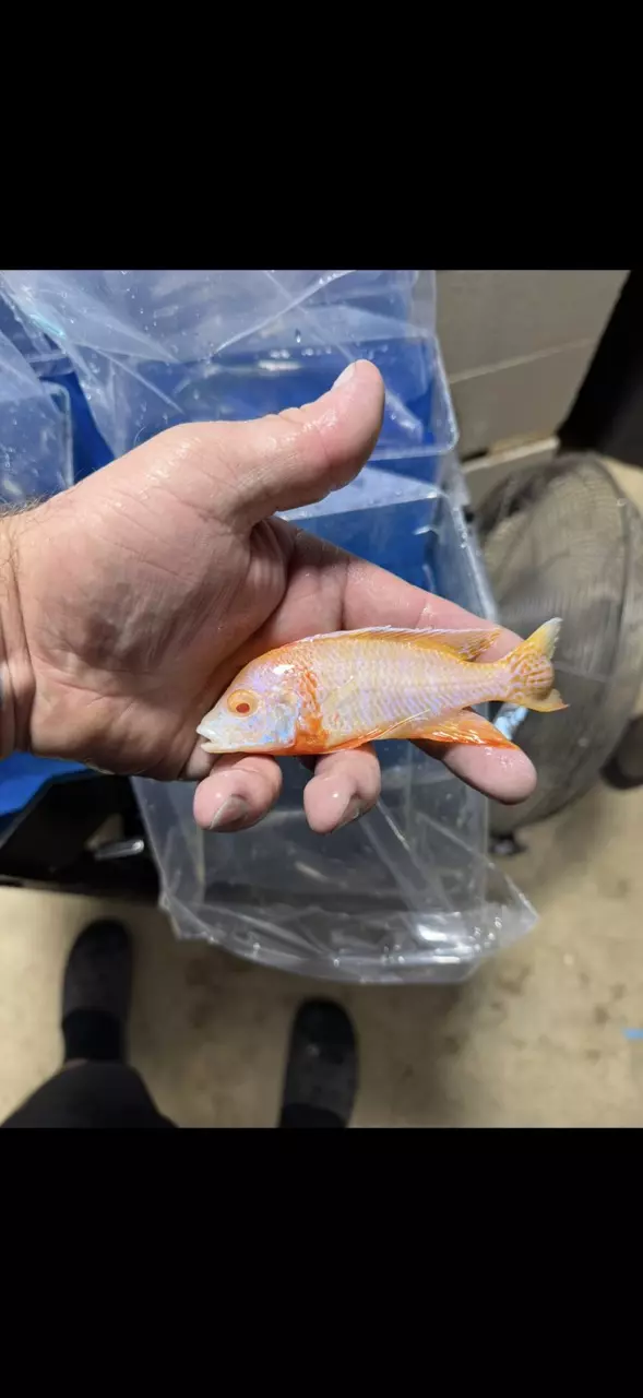5” Albino Strawberry (Same quality not exact fish) thumbnail