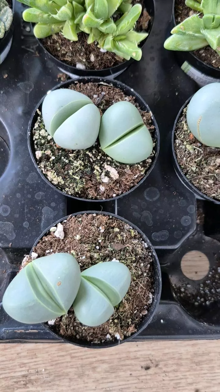 L8 Argyroderma sp. thumbnail