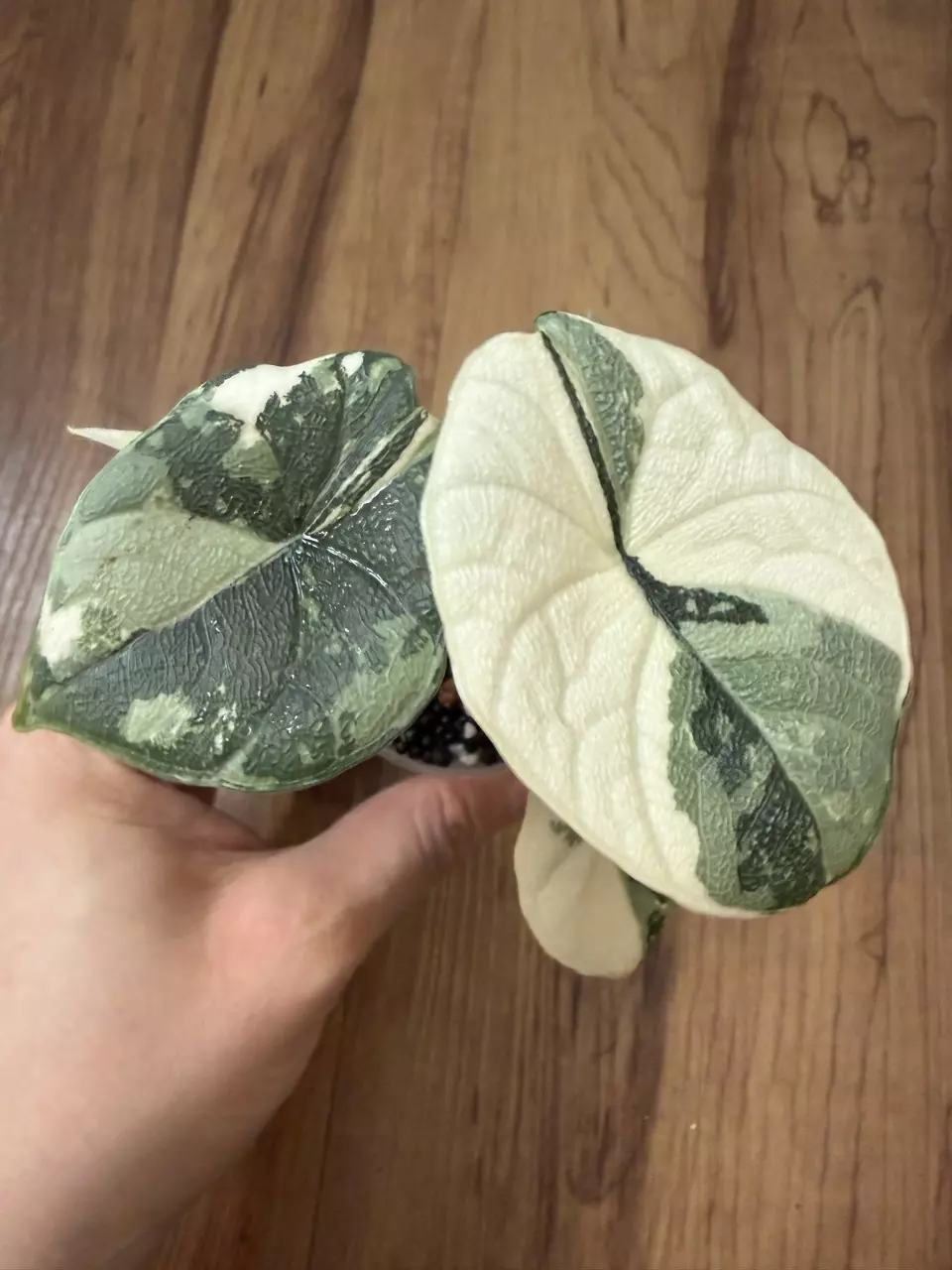 Alocasia Melo Albo thumbnail