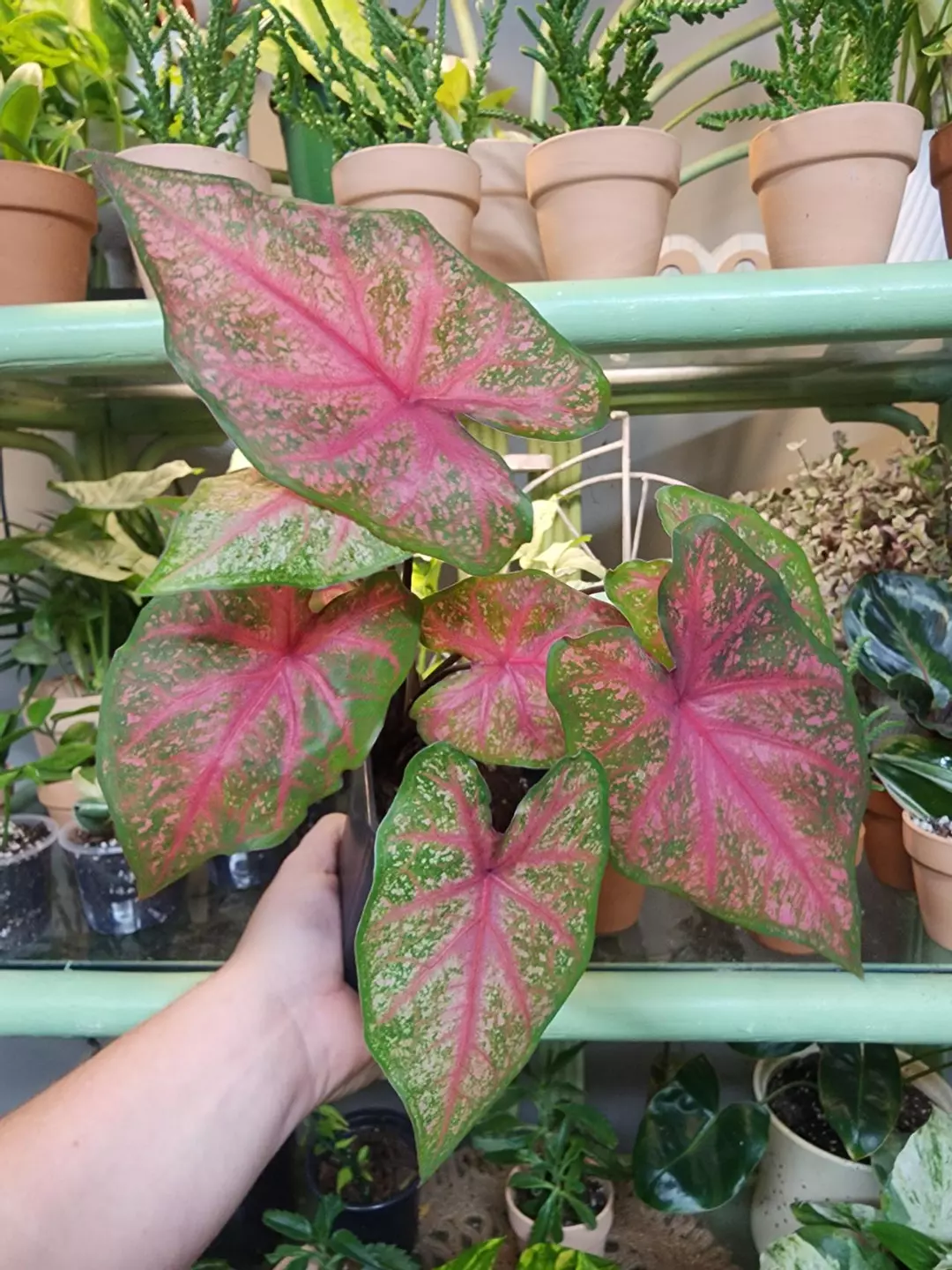 Caladium 'franny Munson thumbnail