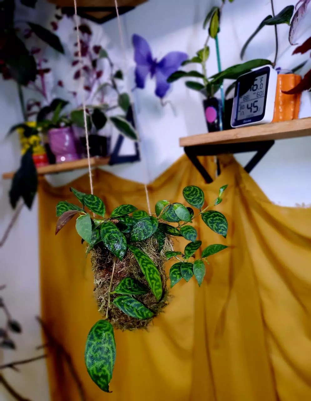 💄🧶💋 Black Pagoda Lipstick × Kokedama thumbnail