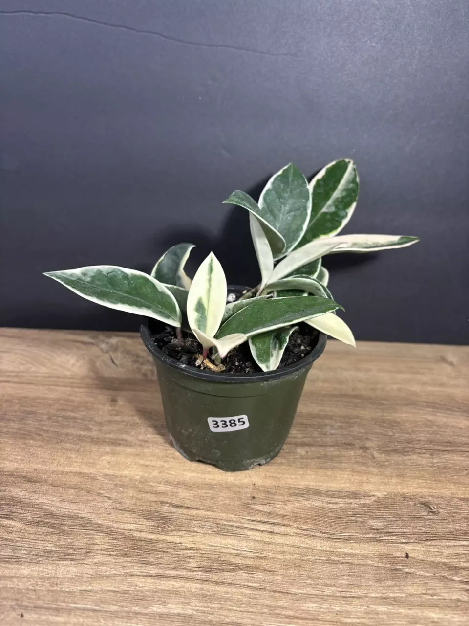 Hoya Carnosa Albo 4” 3385 thumbnail