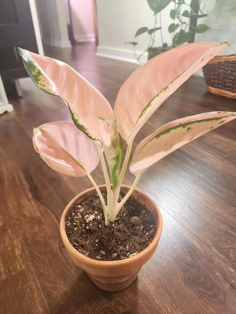 Rare Aglaonema Starbucks thumbnail