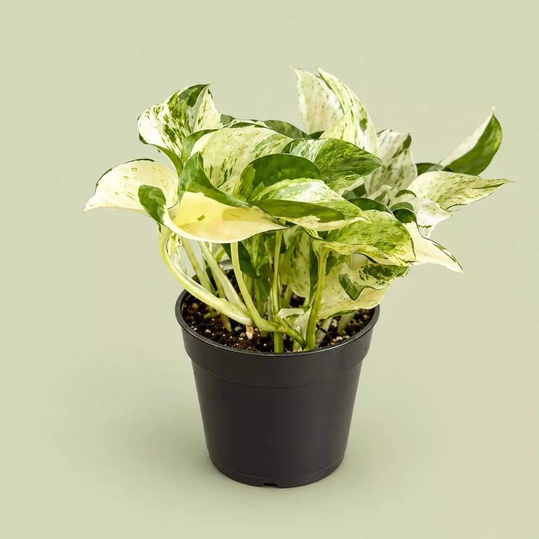 Pothos Manjula 4 inch pot thumbnail