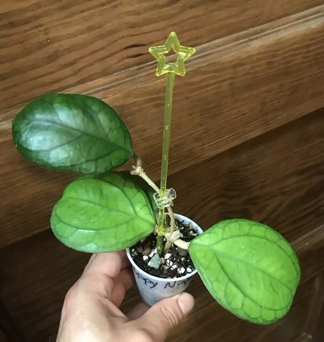 Hoya AH Poppy Night thumbnail