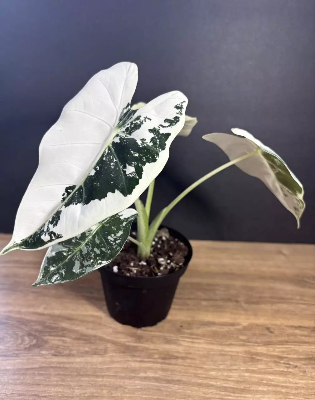 Alocasia Frydek Variegated 4”  3327 thumbnail